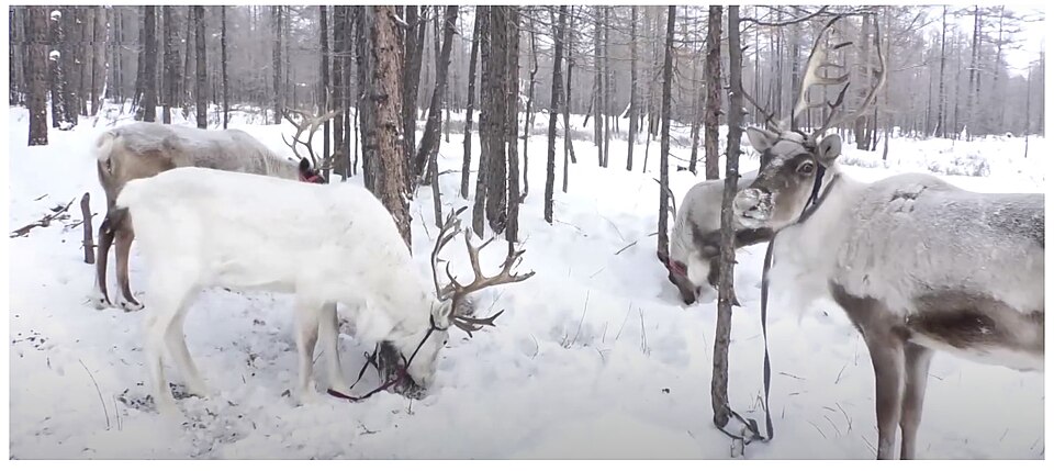 Riding Giant Reindeer
