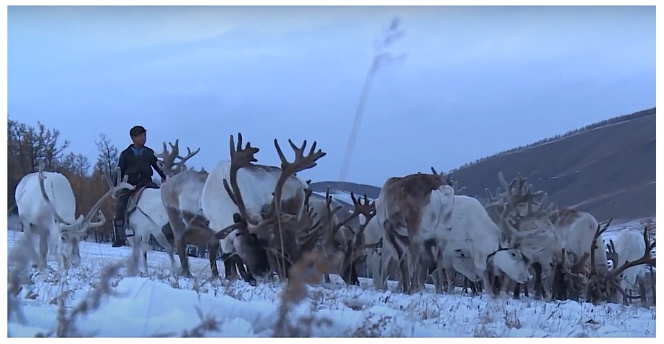 Dukha Children and Fawns