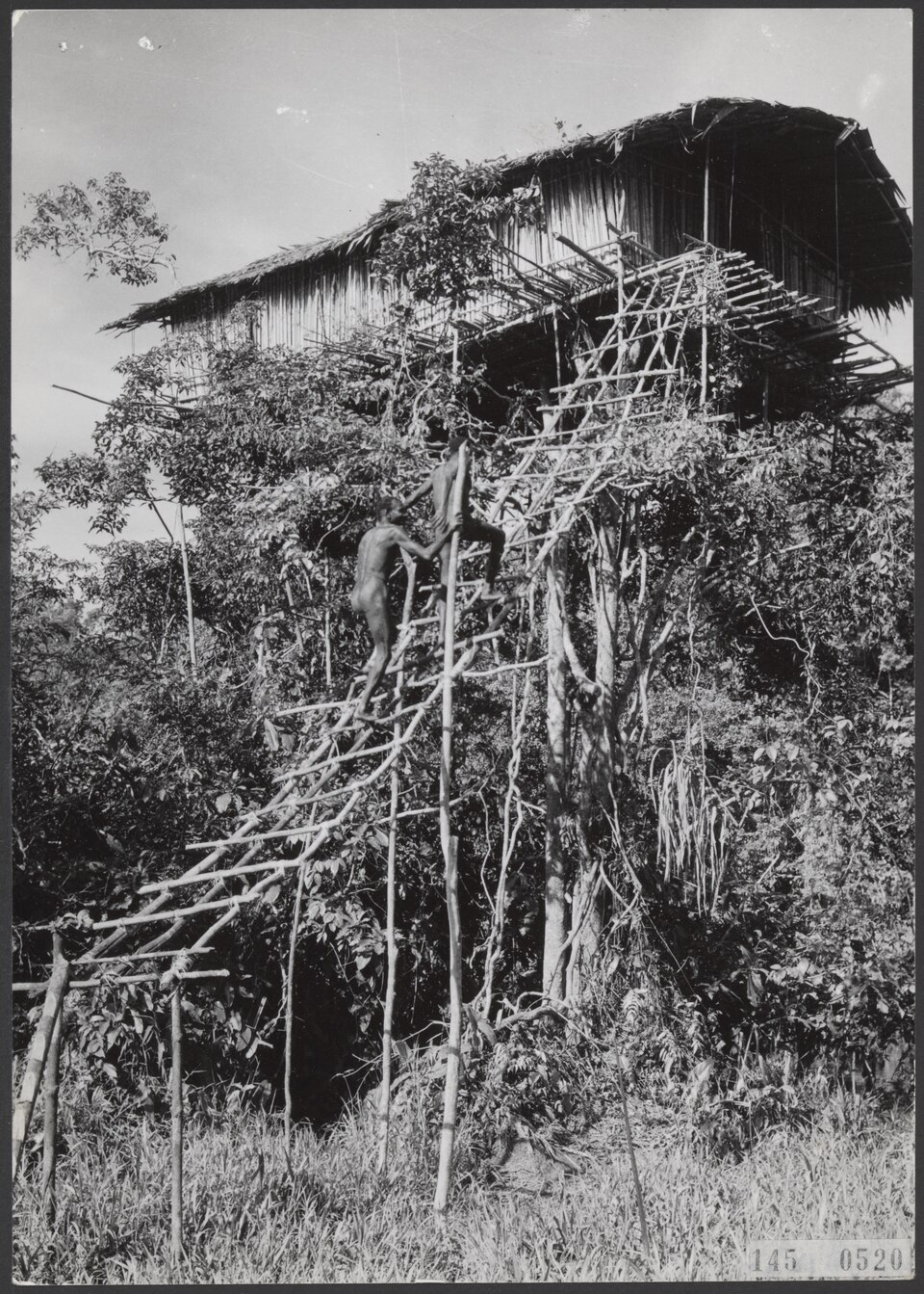 Korowai Treehouse Canopy