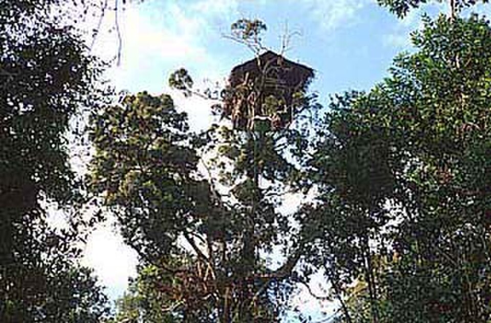 Korowai Hunting Arrow